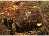 Various land tortoises and sea tortoises are found in the Middle East.